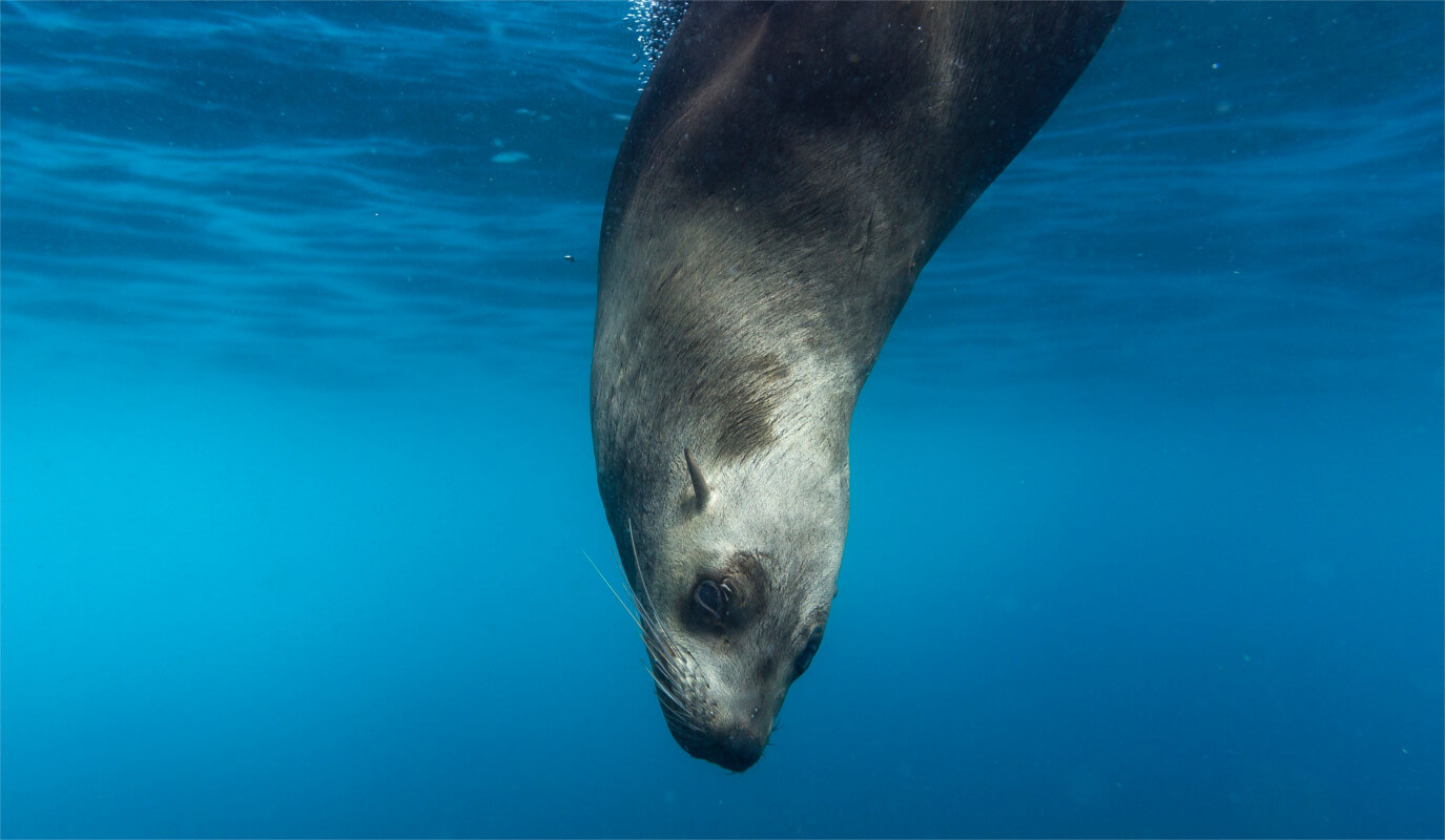 Descubre el significado de foca en inglés (y otros animales polares)