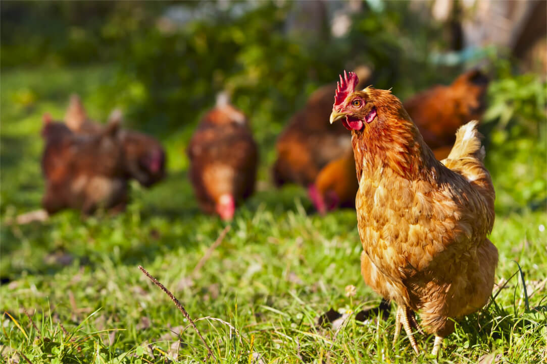 Aprende los animales de granja en otro idioma como gallina en inglés