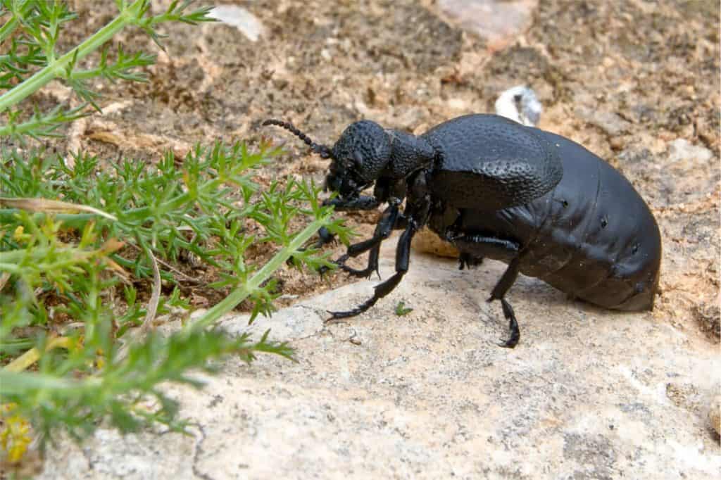 escarabajo en inglés