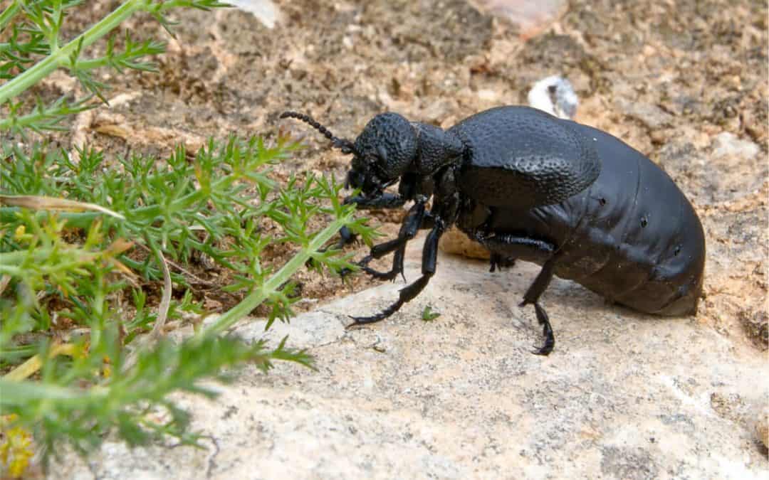 Aprende a decir escarabajo en inglés y más insectos