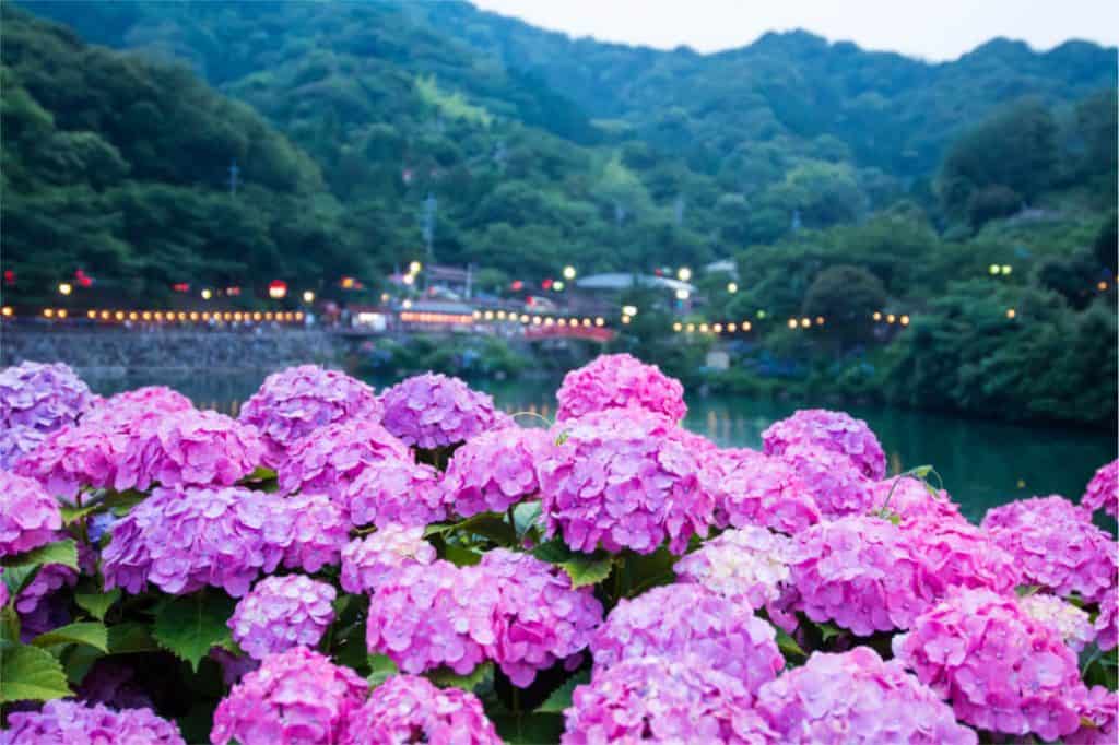 hortensia en inglés